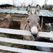 A donkey chews in his pen at Jenny's Farm Market, located at the corner of Island Lake Road and Dexter-Pinckney Road just outside Dexter on Wednesday. Melanie Maxwell I AnnArbor.com